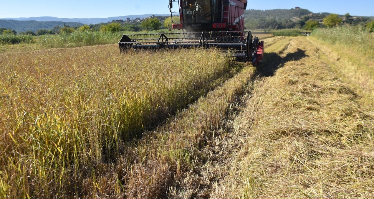 boyabatta celtik hasadi basladi 14 bin ton urun bekleniyor 8XEP3upE