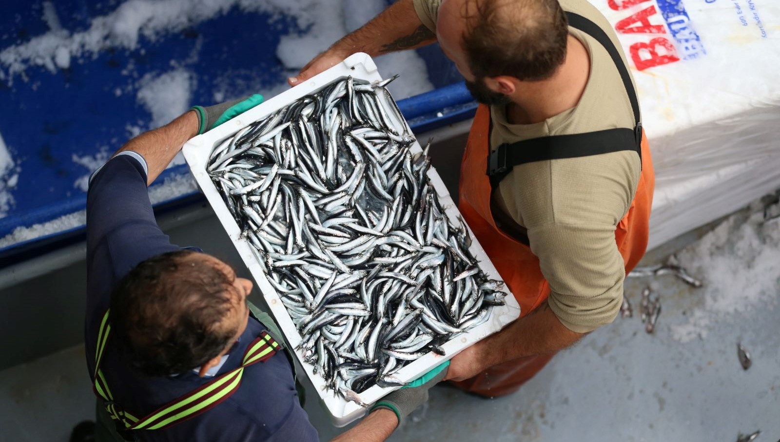 trabzonda hamsi bollugu 7l9vHH2Y