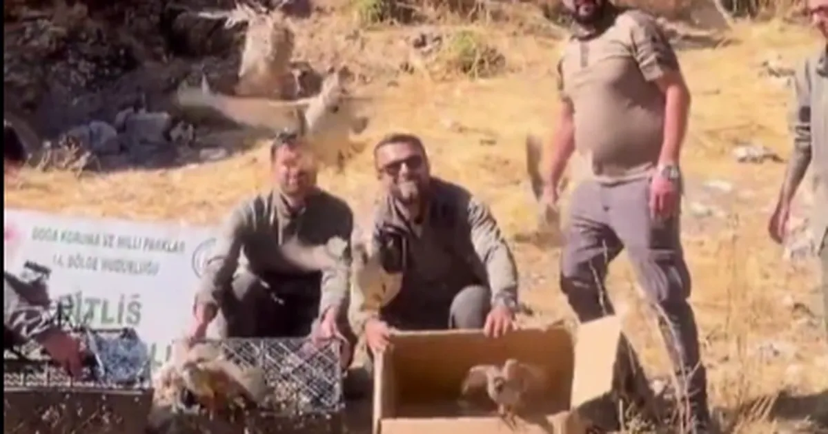 bitliste keklik ticaretine darbe 90 kinali keklik dogaya salindi BhJ4Dx5y