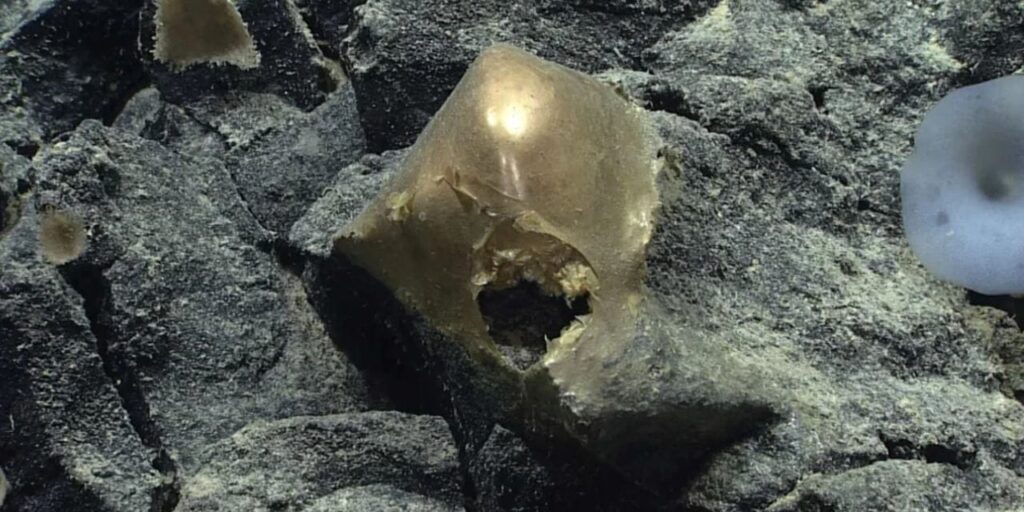 3250-metre-derinlikteki-altin-kurenin-sirri-tam-3-yil-sonra-cozuldu-uEUyLcVb